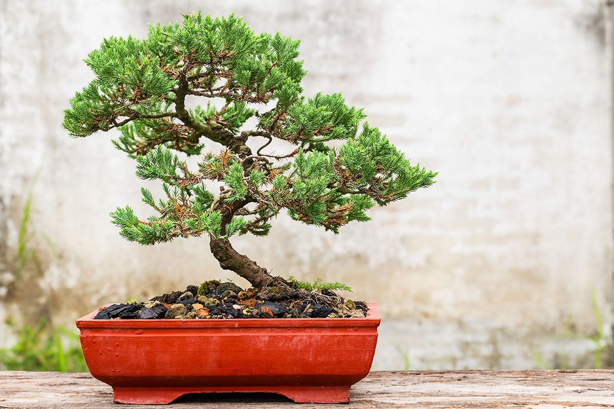 Bonsai Junispero en maceta tradicional
