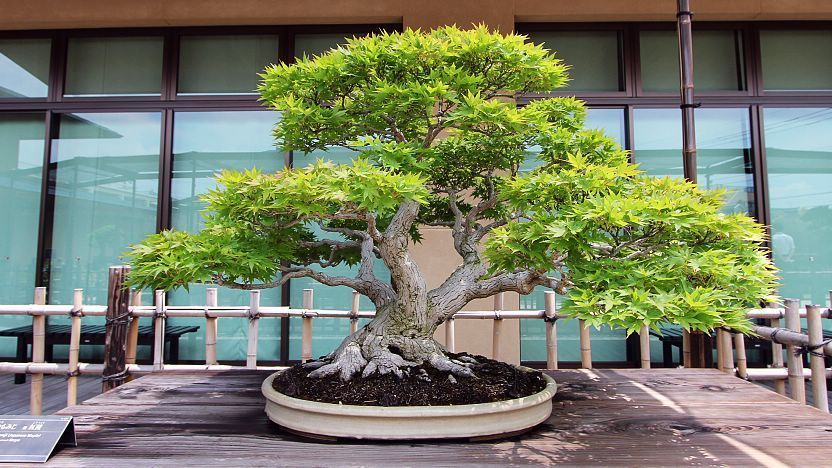 Bonsai Acer Palmatum con hojas en abanico