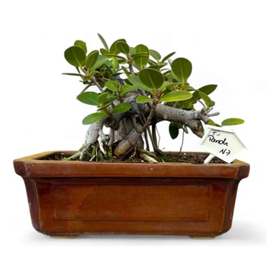 Bonsai Olivo en maceta chica