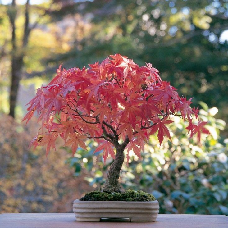 Bonsai Arce Palmatum de 2 años en desarrollo