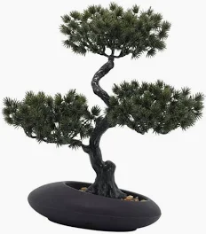 Bonsai Pino Negro Japonés con ramas horizontales