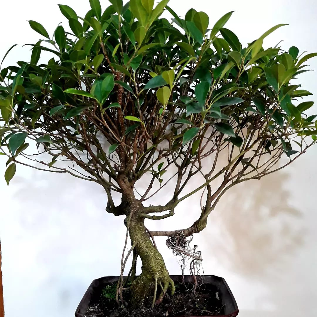 Bonsai Ficus Retusa con raíces aéreas visibles