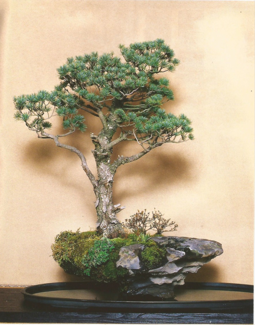 Bonsai Pino Blanco con follaje nevado